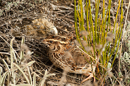 Wild birds in the middle of their natural world and in freedom.