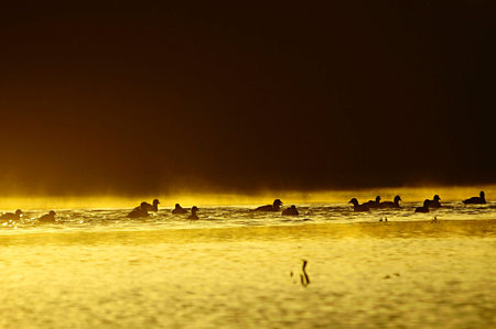 Wild birds in the middle of their natural world and in freedom.の写真素材