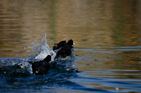 Wild birds in the middle of their natural world and in freedom.の写真素材