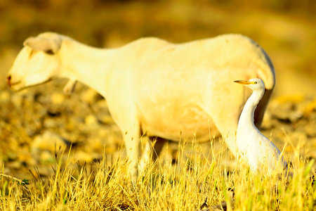 Wild birds in the middle of their natural world and in freedom.の写真素材