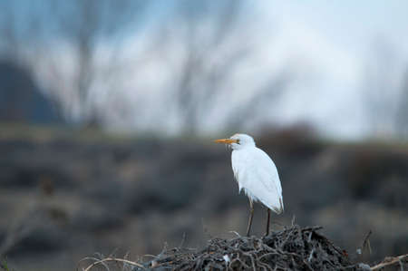 Wild birds in the middle of their natural world and in freedom.の写真素材