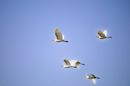 Wild birds in the middle of their natural world and in freedom.