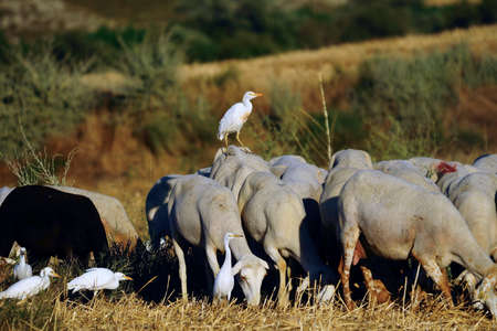 Wild birds in the middle of their natural world and in freedom.の写真素材
