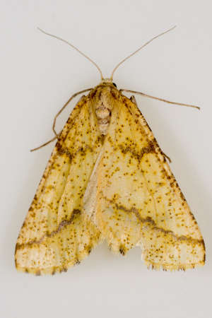 Night butterflies with a white background.の写真素材