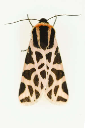 Night butterflies with a white background.の写真素材