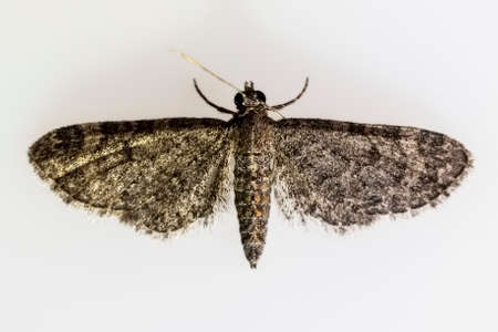 Night butterflies with a white background.の写真素材