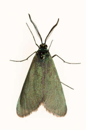 Night butterflies with a white background.の写真素材