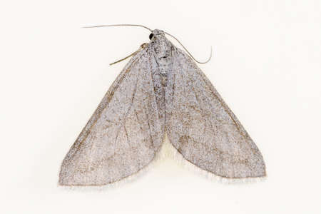 Night butterflies with a white background.の写真素材