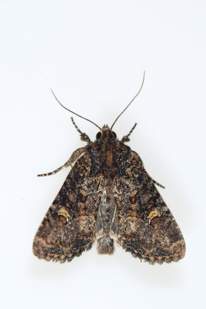 Night butterflies with a white background.の写真素材