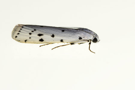 Night butterflies with a white background.
