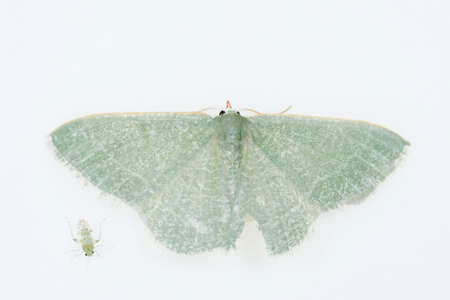 Night butterflies with a white background.の写真素材