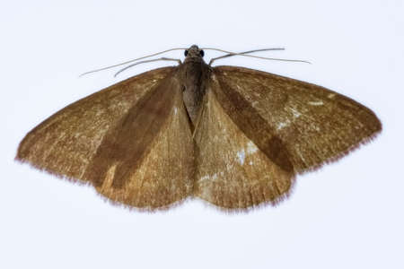 Night butterflies with a white background.の写真素材