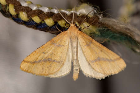 Night butterflies or moths in their environment.の写真素材