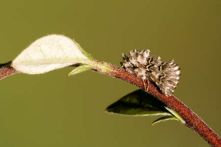 Night butterflies or moths in their environment.の写真素材