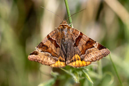Night butterflies or moths in their environment.の写真素材