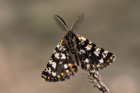 Night butterflies or moths in their environment.