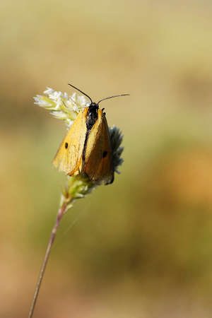 Night butterflies or moths in their environment.の写真素材