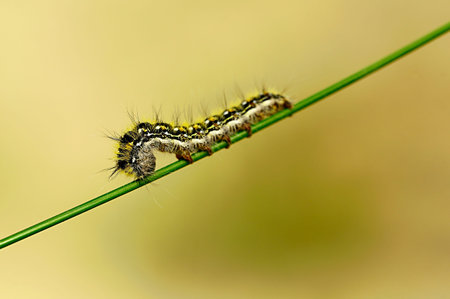 Night butterflies or moths in their environment.の写真素材