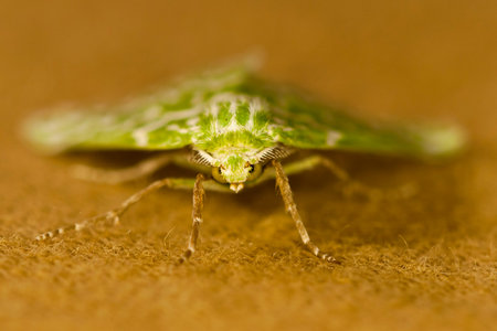 Night butterflies or moths in their environment.の写真素材