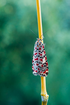 Night butterflies or moths in their environment.の写真素材