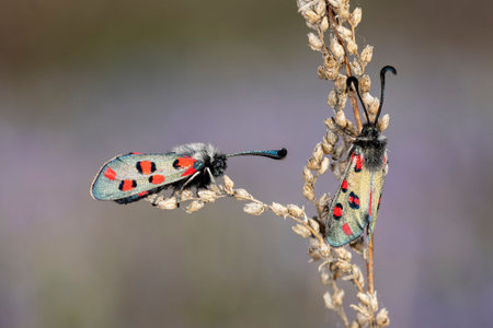 Night butterflies or moths in their environment.の写真素材