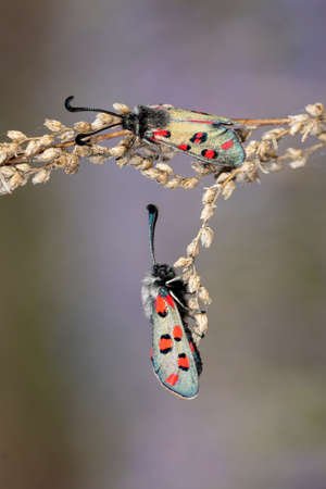 Night butterflies or moths in their environment.の写真素材