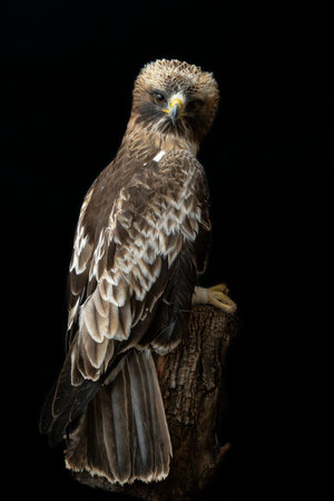 Adult female of Booted eagle. Pale morph . Aquila pennataの写真素材