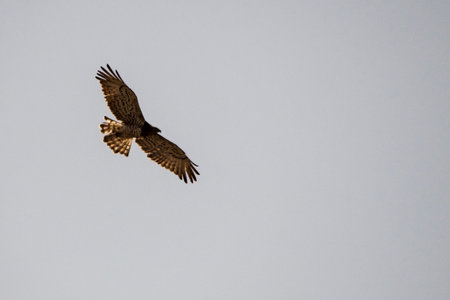 Circaetus gallicus - The European short-toed eagle, is a raptor specialized in hunting snakes and...
