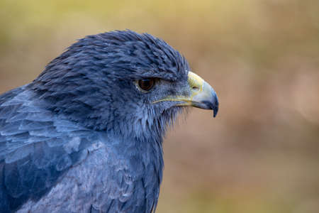 Terathopius ecaudatus - The flying eagle is a species of accipitriform bird in the Accipitridae family.の写真素材