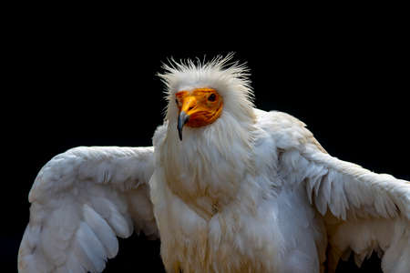 Neophron percnopterus - The Egyptian vulture, abanto, guirre or Egyptian vulture is a species of accipitriform bird of the Accipitridae family.の写真素材