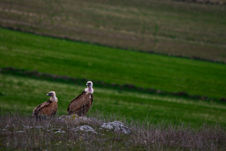 Gyps fulvus - Griffon vulture - A species of accipitriform bird of the family Accipitridae.の写真素材
