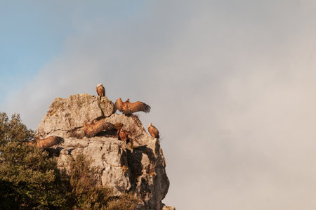 Gyps fulvus - Griffon vulture - A species of accipitriform bird of the family Accipitridae.の写真素材