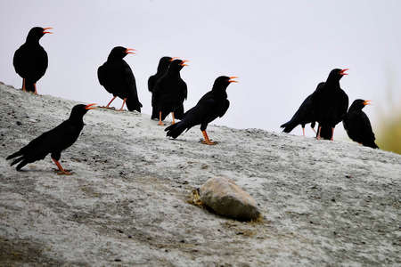 Pyrrhocorax pyrrhocorax - The red-billed chough is a species of passerine bird in the Corvidae family.の写真素材