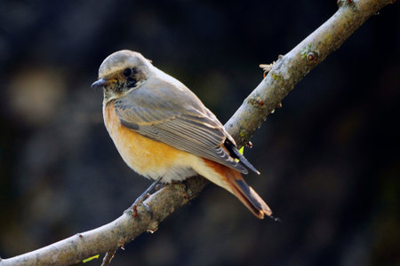 Phoenicurus phoenicurus - The redstart is a species of passerine bird in the Muscicapidae family.