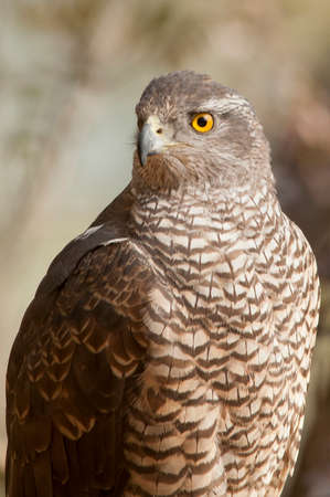 Accipiter nisus - The common hawk is a species of accipitriform bird in the Accipitridae family.の写真素材