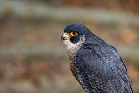 Falco peregrinus - The peregrine falcon is a species of falconiform bird in the Falconidae family.の写真素材