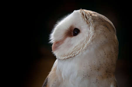 Tyto alba - the white owl, is a species of strigiform bird that belongs to the Tytonidae family.の写真素材