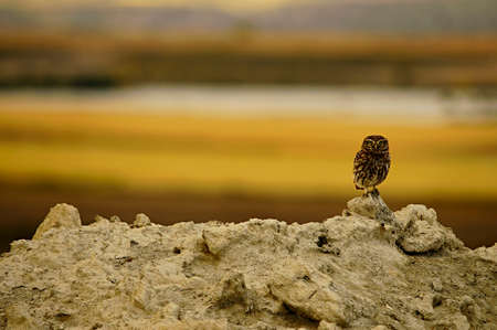 Athene noctua - The little owl is a strigiform bird in the family Strigidae.の写真素材