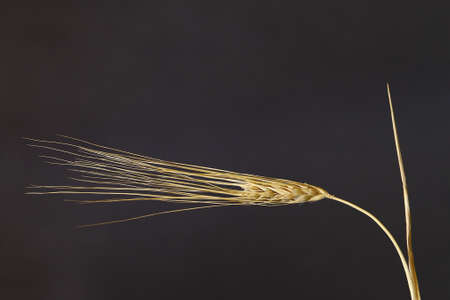 Macro photography of an ear of barley.の写真素材