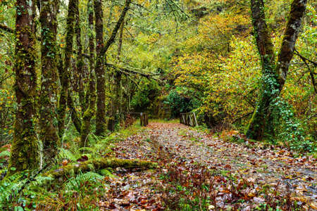 Muniellos comprehensive natural reserve, between the councils of Cangas del Narcea and Ibias.の写真素材