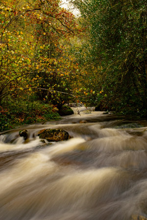 Muniellos comprehensive natural reserve, between the councils of Cangas del Narcea and Ibias.