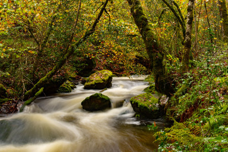 Muniellos comprehensive natural reserve, between the councils of Cangas del Narcea and Ibias.の写真素材
