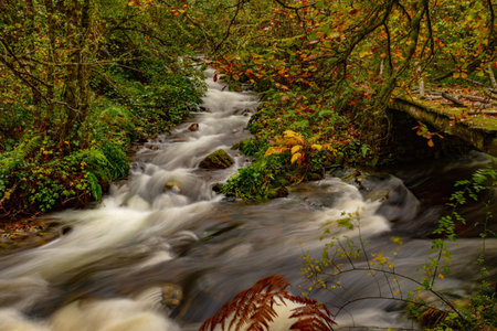 Muniellos comprehensive natural reserve, between the councils of Cangas del Narcea and Ibias.