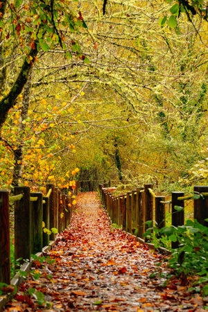 Muniellos comprehensive natural reserve, between the councils of Cangas del Narcea and Ibias.
