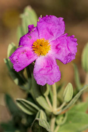 Cistus creticus is a species of shrub belonging to the Cistaceae family. Purple flower.の写真素材