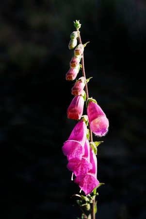 Digitalis obscura - Corregia or black foxglove is a species of the Plantaginaceae family.