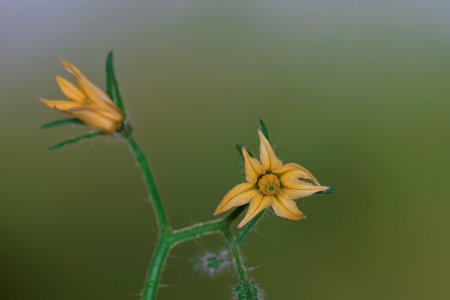 Wild flowers in their natural environment. Spring flowers.の写真素材