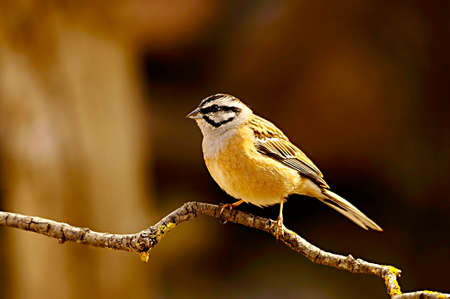 Emberiza cia - The mountain bunting is a species of passerine bird of the scribal family.の写真素材