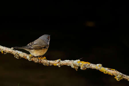 Sylvia cantillans - The western subalpine warbler is a typical small warbler.の写真素材