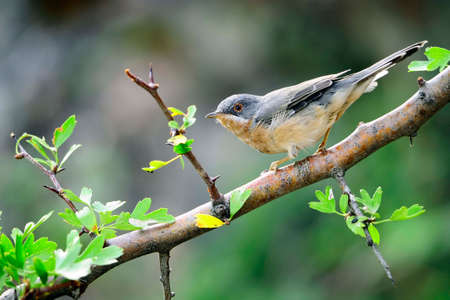 Sylvia cantillans - The western subalpine warbler is a typical small warbler.の写真素材